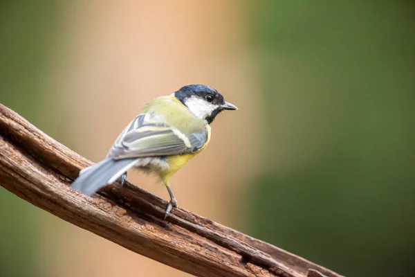 Mare pițigoi pe ramură în pădure . — Fotografie, imagine de stoc