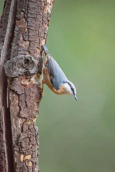 Nuthatch visí hlavou dolů na kmeni stromu. — Stock fotografie