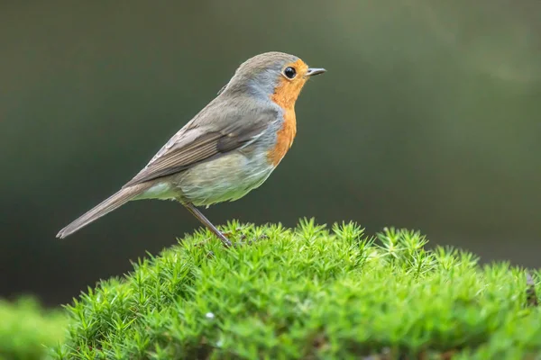 Robin roodborst staand op mos in het bos. — Stockfoto