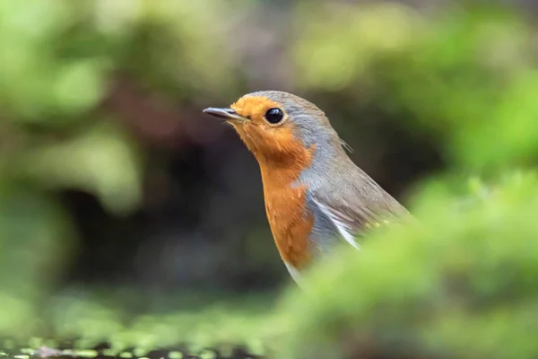 Cabeça de Robin Redbreast entre musgo . — Fotografia de Stock