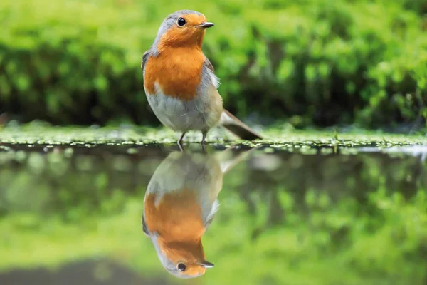 Rotkehlchen steht im Waldteich. — Stockfoto