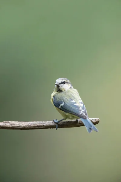 Blue tit on branch in forest. — Stock Photo, Image