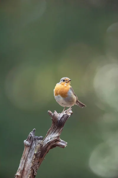 Robin redbreast no ramo na floresta de verão . — Fotografia de Stock