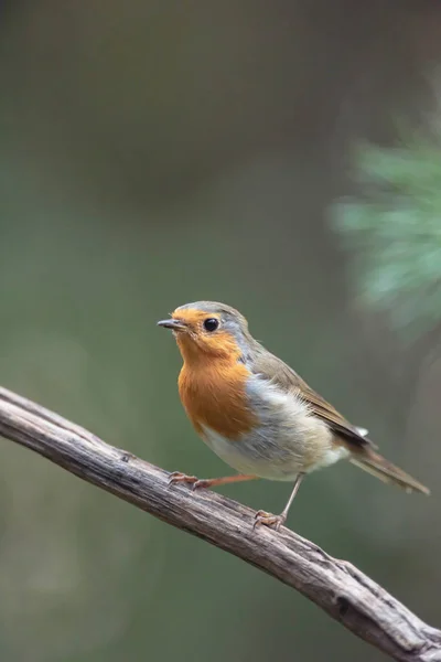 Robin redbreast posado en la rama en el bosque de verano . — Foto de Stock