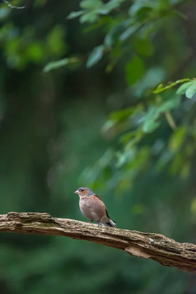 Fringuello comune su ramo nella foresta estiva . — Foto Stock