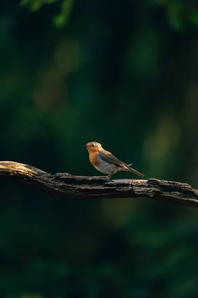 Robin redbreast no ramo na floresta ensolarada de verão . — Fotografia de Stock
