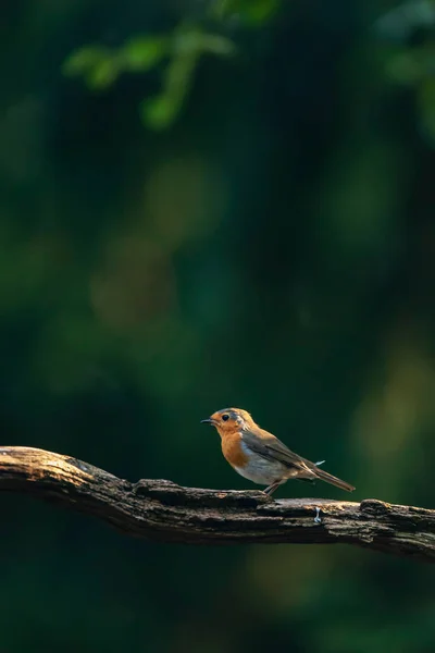 Robin redbreast on branch in sunny summer forest. — Stock Photo, Image
