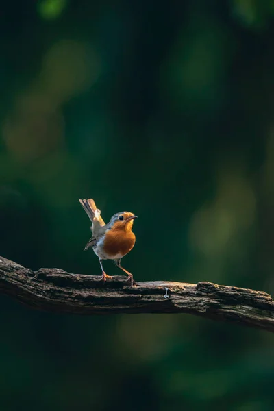 Robin redbreast en rama en el soleado bosque de verano . — Foto de Stock