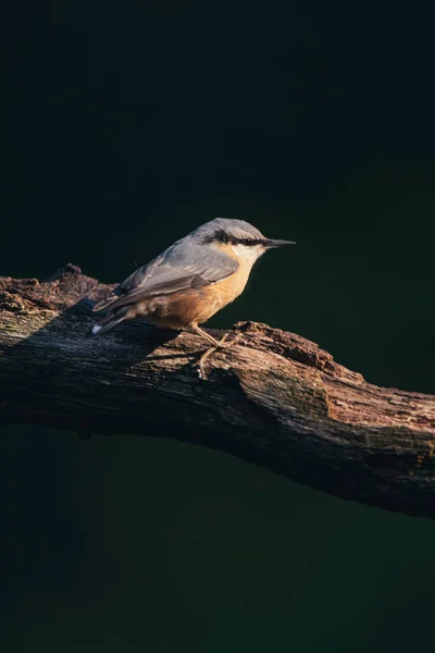 Red-breasted nuthatch on branch in sunny summer forest. — Stock Photo, Image