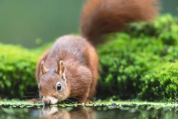 Rotes Eichhörnchen trinkt am moosigen Waldweiher. — Stockfoto