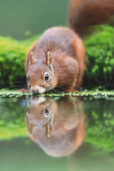 Rotes Eichhörnchen trinkt am moosigen Waldweiher. — Stockfoto