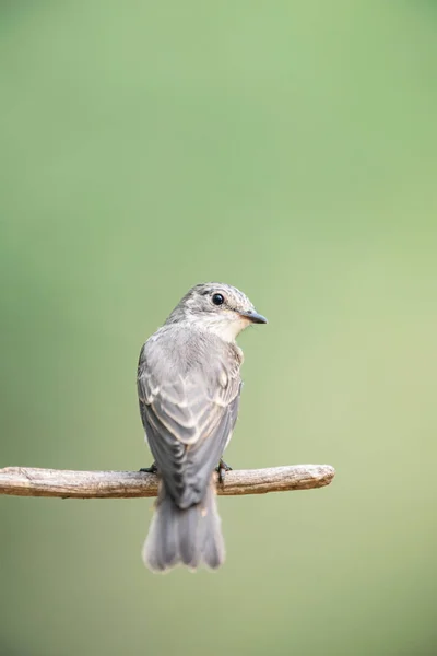 Pied flycatcher на гілці в лісі . — стокове фото