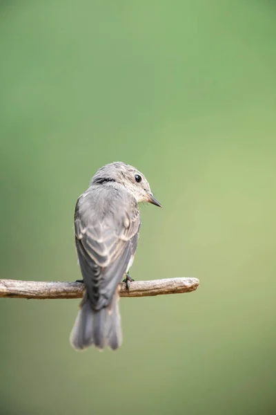 Pied flycatcher no ramo na floresta . — Fotografia de Stock