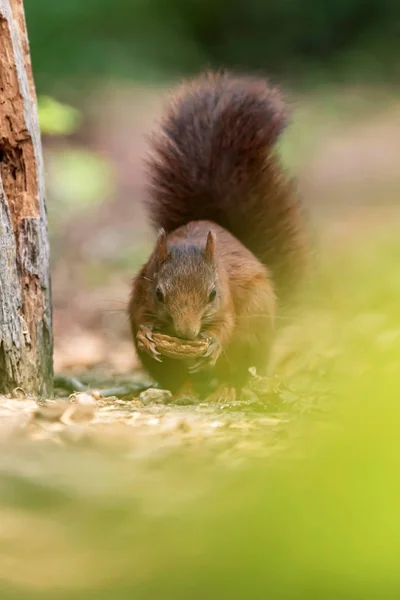 Rotes Eichhörnchen auf Waldboden frisst Walnuss. — Stockfoto