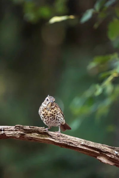 Juvenile thrush bird on branch in summer forest. — Stockfoto