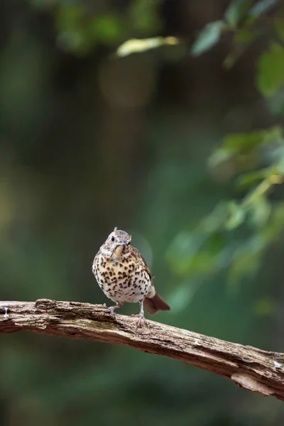 夏の森の中の枝に鳥を投げる少年. — ストック写真