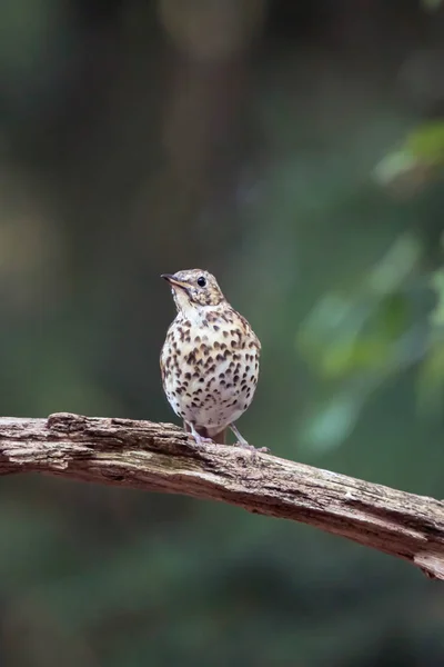 Zorzal juvenil pájaro en rama en bosque de verano . — Foto de Stock