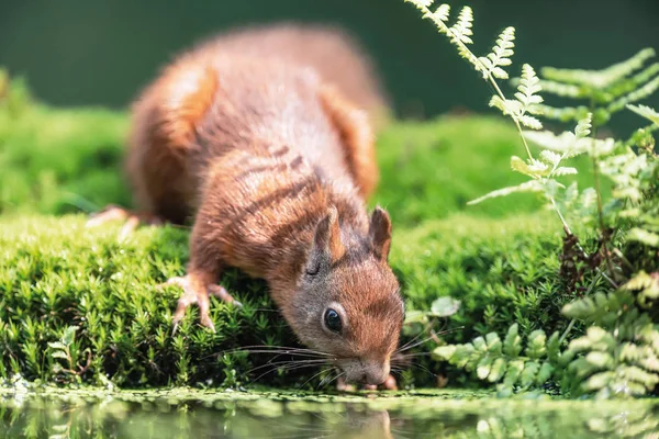 Rotes Eichhörnchen trinkt am Rand eines bemoosten Teiches im Wald. — Stockfoto