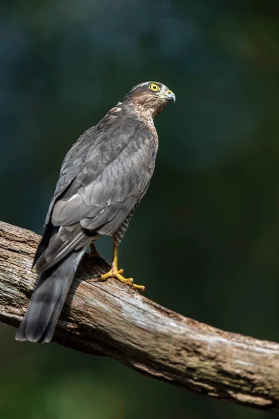 Sparrowhawk em ramo na floresta ensolarada de verão . — Fotografia de Stock