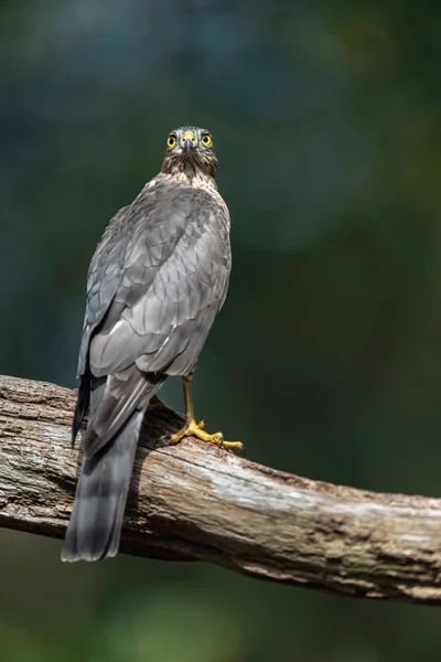 Sparrowhawk em ramo na floresta ensolarada de verão . — Fotografia de Stock