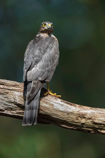 Sparrowhawk em ramo na floresta ensolarada de verão . — Fotografia de Stock