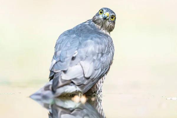 Sparrowhawk bathing in pond in forest. — Stock Photo, Image