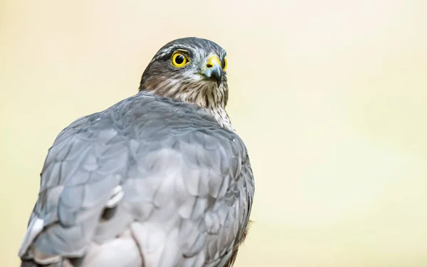 Side view portrait of sparrowhawk. — Stockfoto