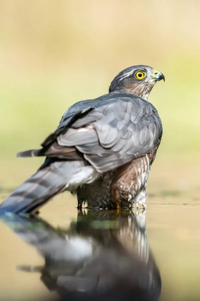 Sparviero che fa il bagno in stagno in foresta . — Foto Stock