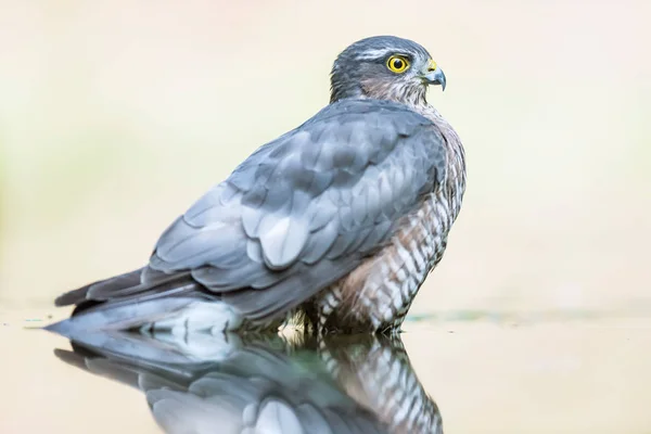 Sparrowhawk tomando banho na lagoa na floresta . — Fotografia de Stock