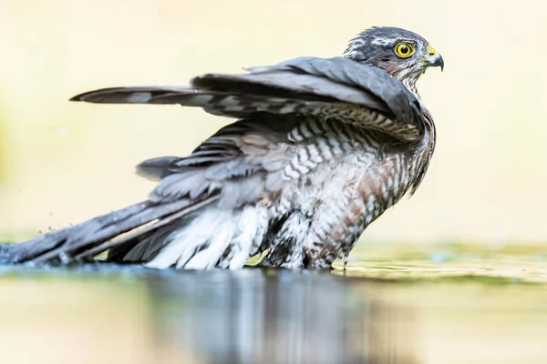 Sparrowhawk tomando banho na lagoa na floresta . — Fotografia de Stock