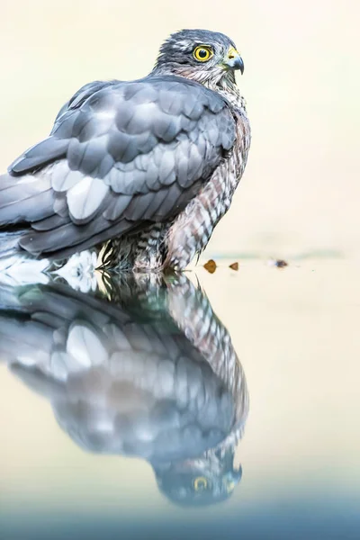 Sparrowhawk bathing in pond in forest. — Stock Photo, Image