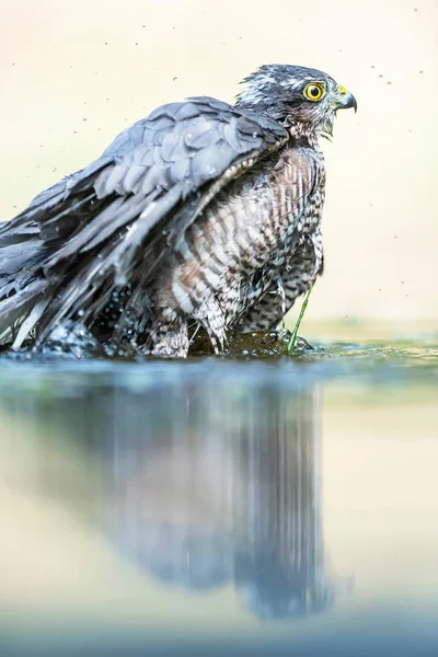 Sparrowhawk tomando banho na lagoa na floresta . — Fotografia de Stock