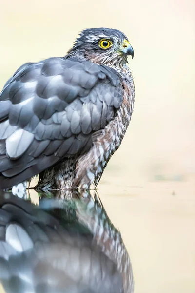 Krahujec koupající se v rybníce v lese. — Stock fotografie