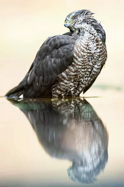 Sparrowhawk tomando banho na lagoa na floresta . — Fotografia de Stock