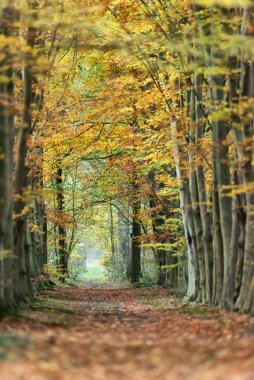 Sonbaharda sarı yapraklı orman yolu.