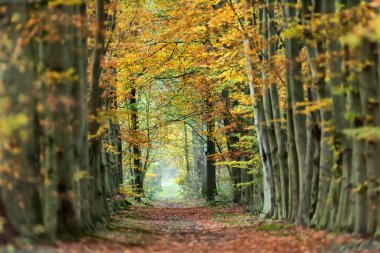 Sonbaharda sarı yapraklı orman yolu.