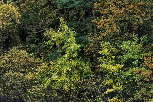 Pattern of autumn colored foliage. — Stock Photo, Image