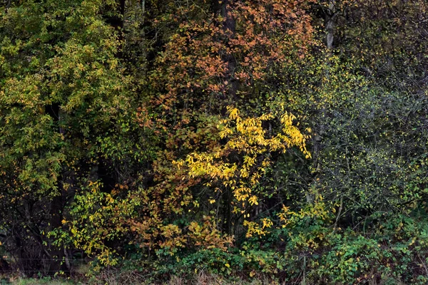 Muster des herbstlich gefärbten Laubes. — Stockfoto