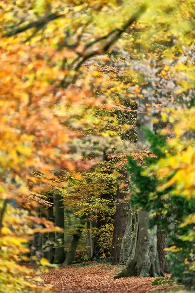 Ruta forestal con follaje de color amarillo en otoño . —  Fotos de Stock