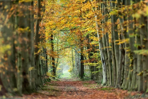 Caminho florestal com folhagem colorida amarela no outono . — Fotografia de Stock