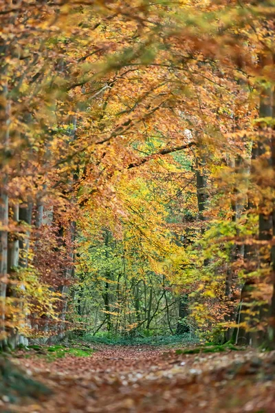 Forest path with yellow colored foliage in autumn. — Stock Photo, Image