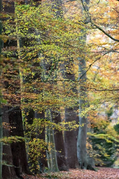 Sentiero forestale con fogliame giallo in autunno . — Foto Stock