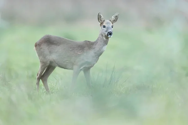 Roe deer doe in winter fur in meadow. — Stock Photo, Image