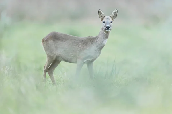 Chevreuil biche en fourrure d'hiver dans la prairie . — Photo