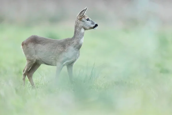 Sarna w zimowym futrze na łące. Widok boczny. — Zdjęcie stockowe