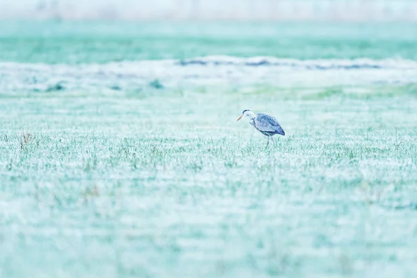Сіра чапля на замерзлому лузі рано вранці . — стокове фото