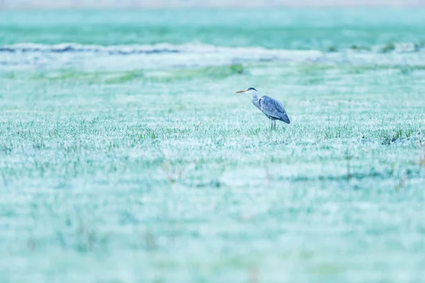 Graureiher frühmorgens auf gefrorener Wiese. — Stockfoto