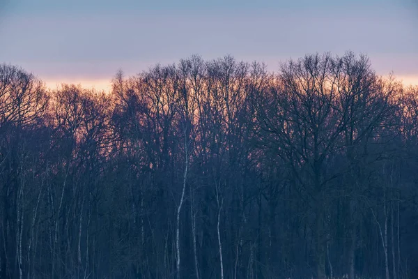 日の出の空の下の冬の木のシルエット. — ストック写真