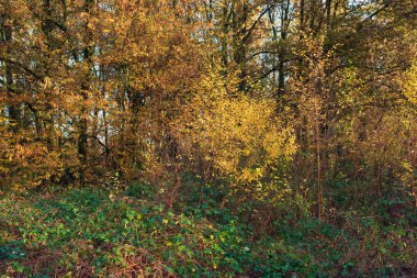 Sonbaharda güneşli turuncu renkli orman.