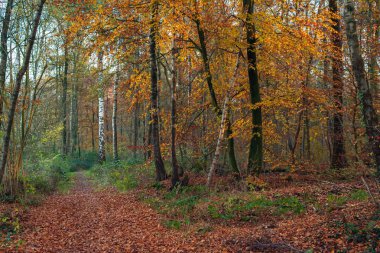 Sarı yapraklı huş ağaçlarıyla sonbahar ormanı.